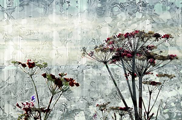 Cow Parsley